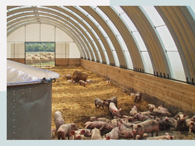 Строительство свинарников в Полысаево